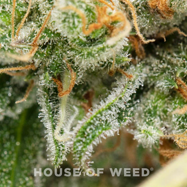 Guía para la cosecha, secado y curado de marihuana - House of Weed