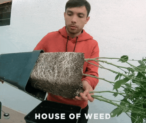 cultivo raíces cannabis houseofweed