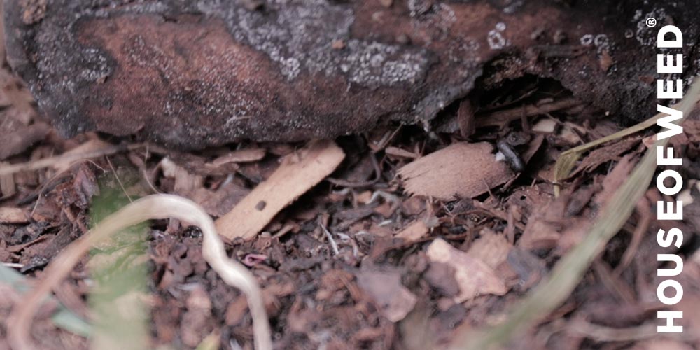 pedazo de madera con hongos en suelo vivo