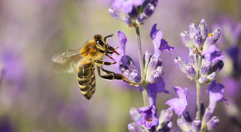 bee