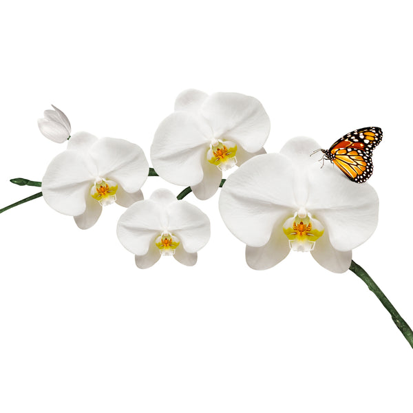 Butterfly Orchid Fragrance Oil – Voyageur Soap & Candle