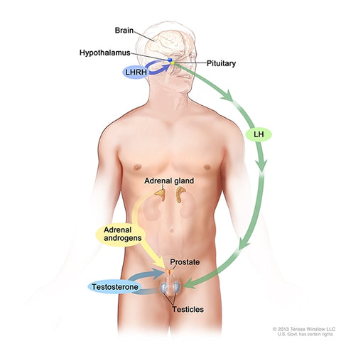 Prostate Hormone Loop | Treatment Options for Localized Prostate Cancer - Pacey MedTech Blog