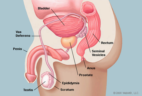 Prostate Gland from Web MD - Treatment Options for Localized Prostate Cancer