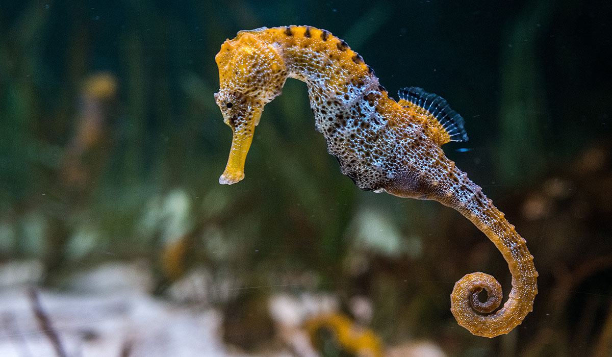 Seahorses