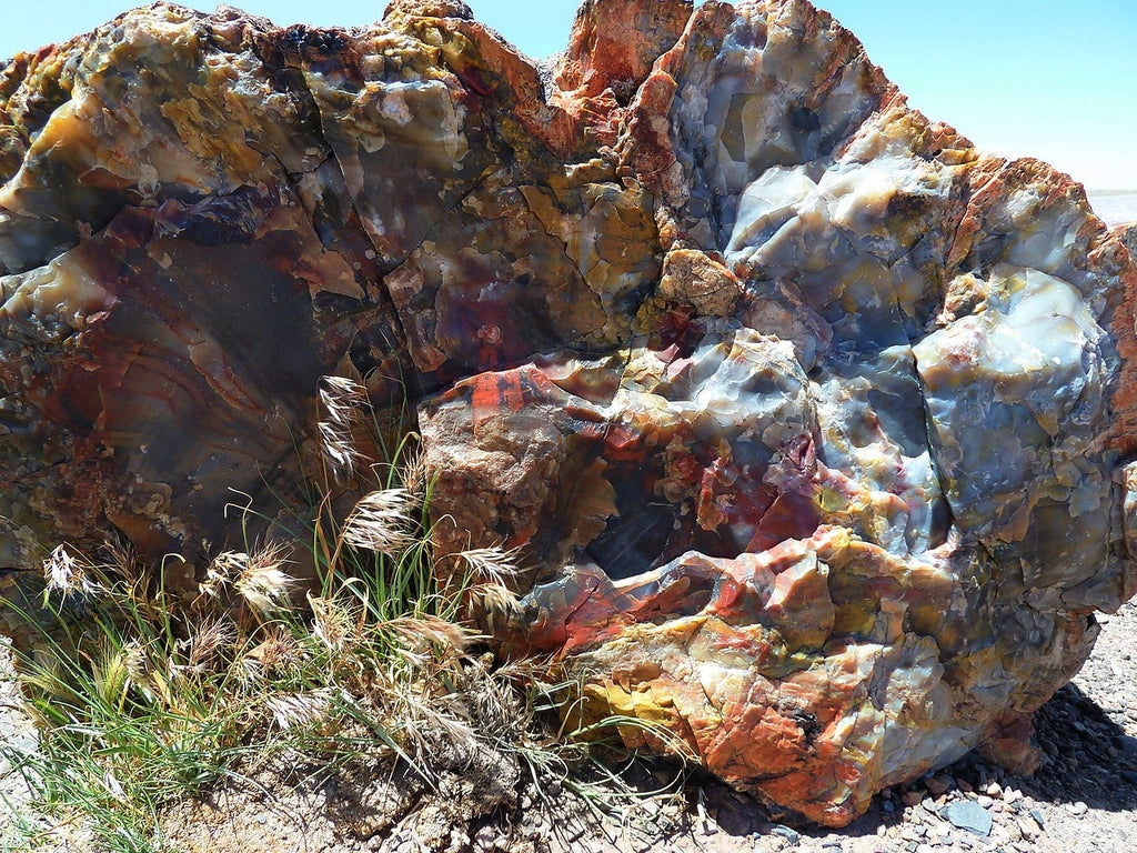 Petrified wood