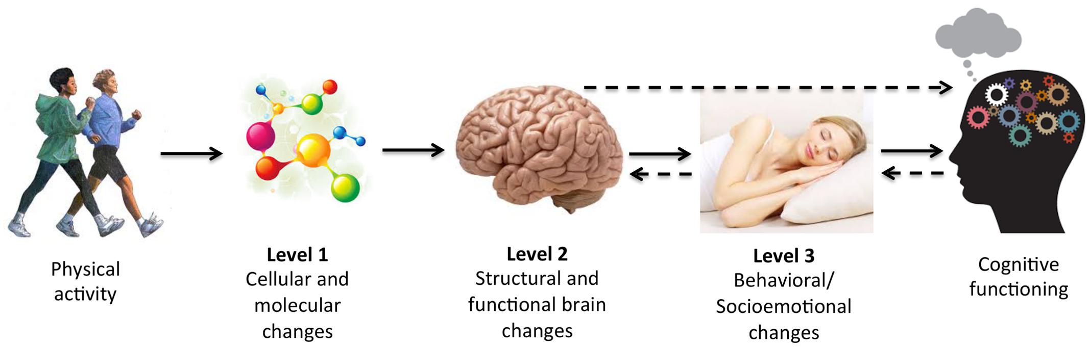 Exercise & Cognitive Function Active by GS