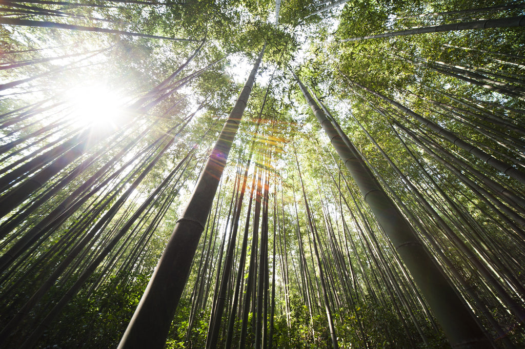 4 Environmental benefits of bamboo clothing