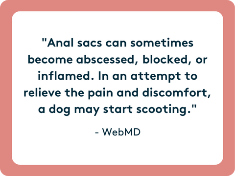 blocked anal glands could be causing your dog to scoot