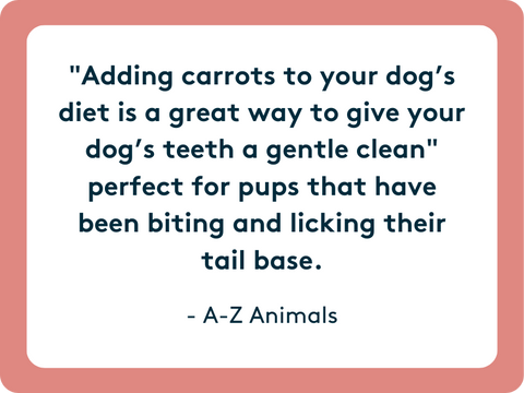 carrots can also help your dogs clean their teeth