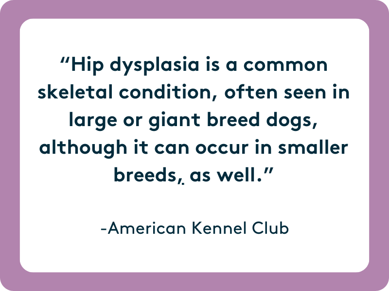 Hip dysplasia is a common skeletal condition, often seen in large or giant breed dogs, although it can occur in smaller breeds, as well