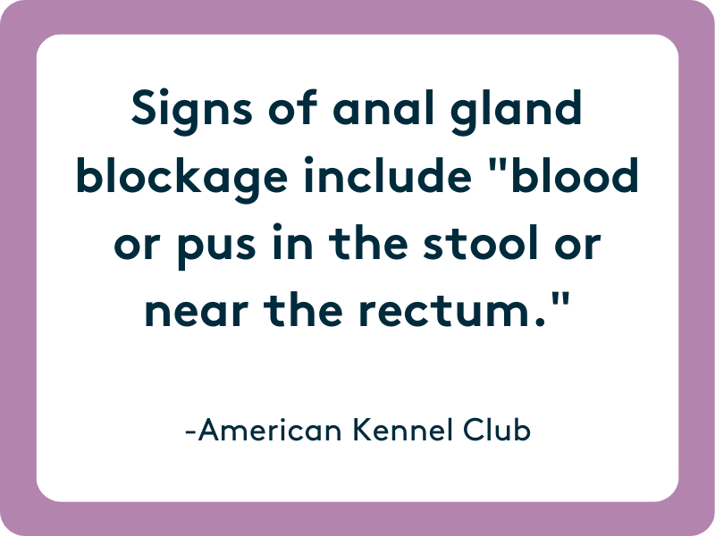 signs of dogs' blocked anal glands include blood or puss in stool