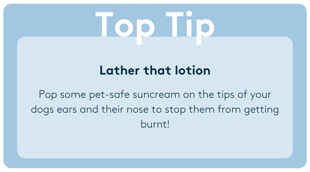 Pop some pet-safe suncream on the tips of your dogs' ears and their nose