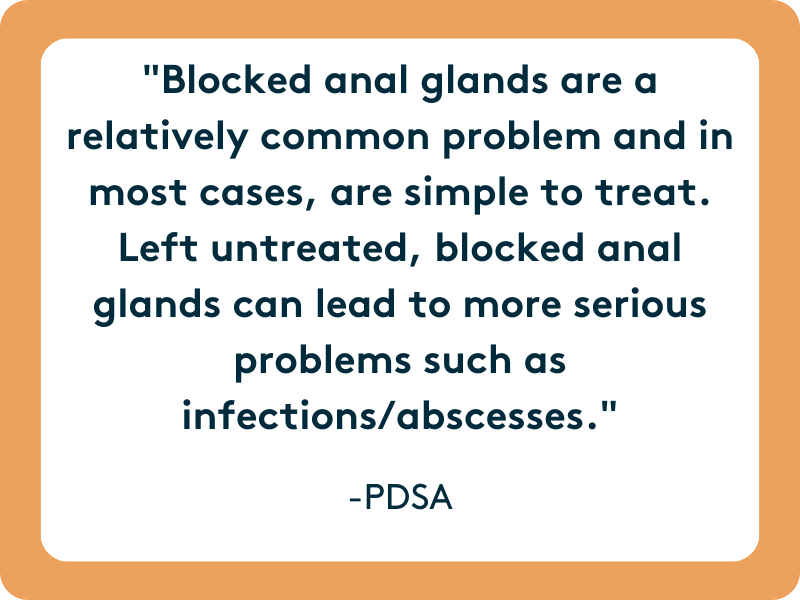 blocked anal glands that are left untreated could become more serious