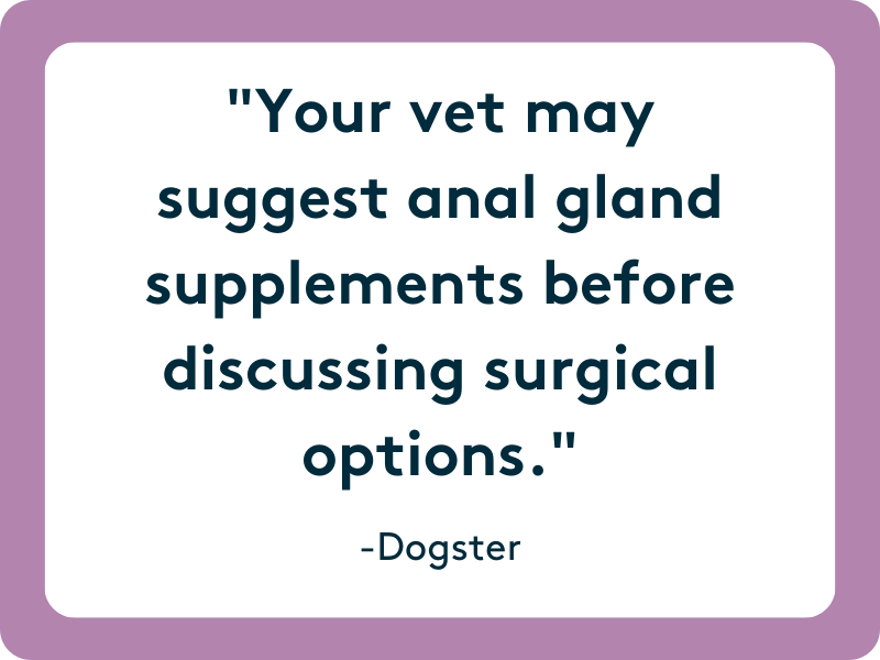 your vet may suggest anal gland supplements