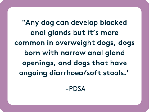 blocked anal glands are more popular in overweight and small dogs