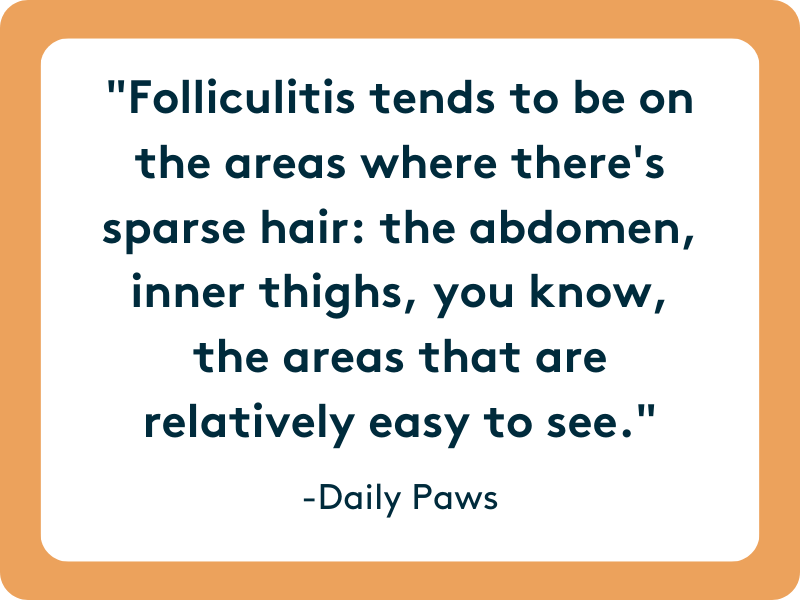 Folliculitis tends occur on areas where your dogs fur is sparse