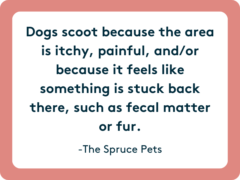 dogs scoot because their bum is itchy, painful, or something is stuck there