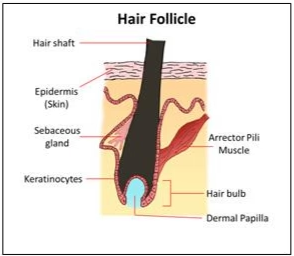 Hair follicle