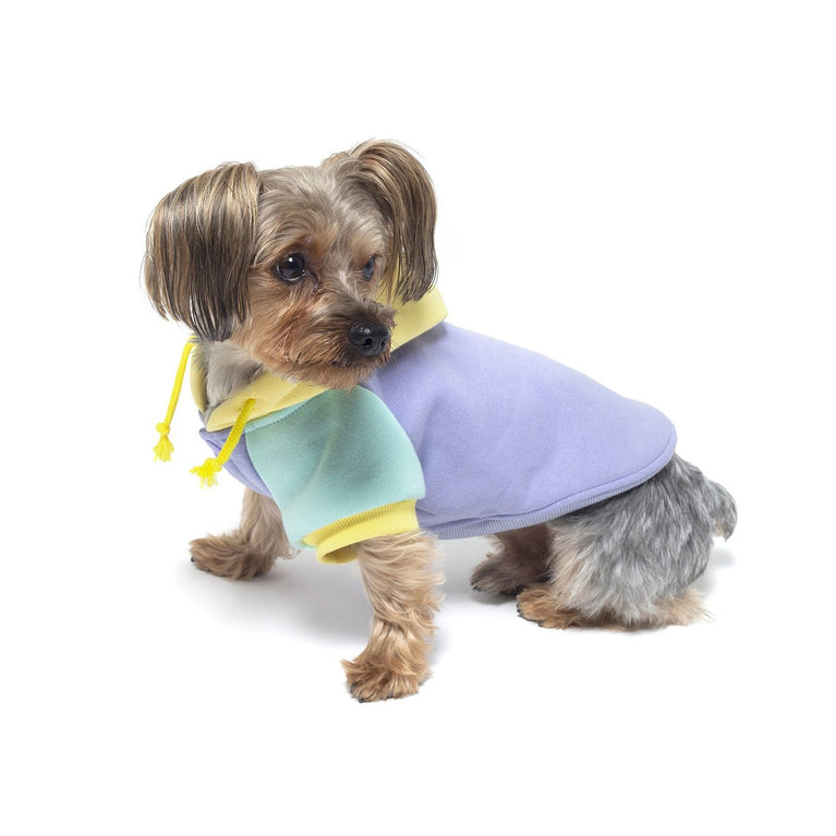 Color Block Dog Hoodie – Teddy Fresh