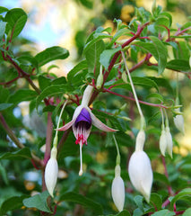 Fuschia Detail