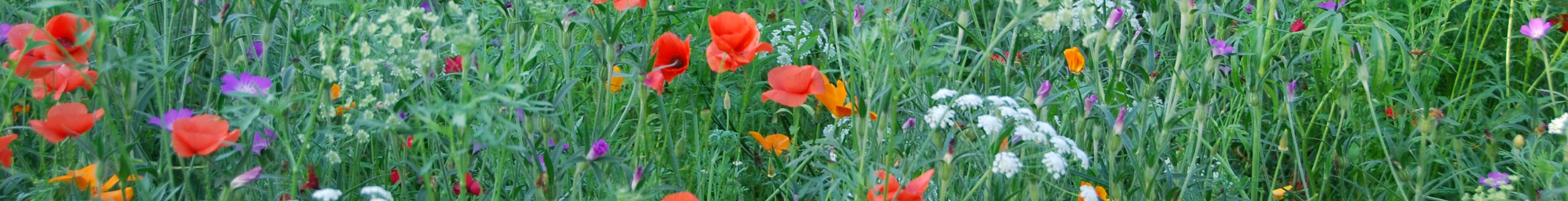 The wild flower border at Nymans