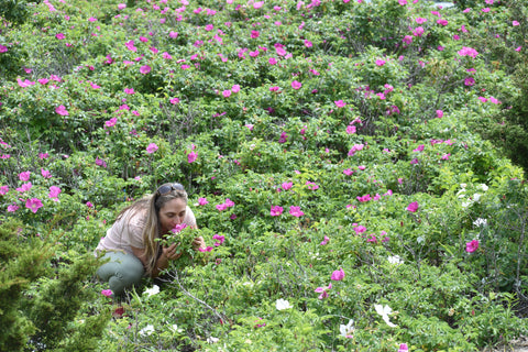 Rose harvest, Ananda Wilson, Gather perfume 