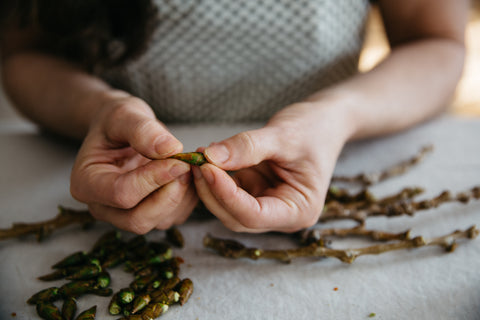 Poplar Bud processing Ananda of Gather 