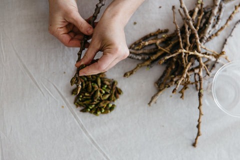 poplar harvest Ananda of Gather 