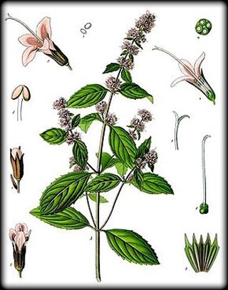 Patchouli plant vintage illustration