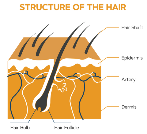 Hair Loss_Bone Broth_HAPI_Benefits