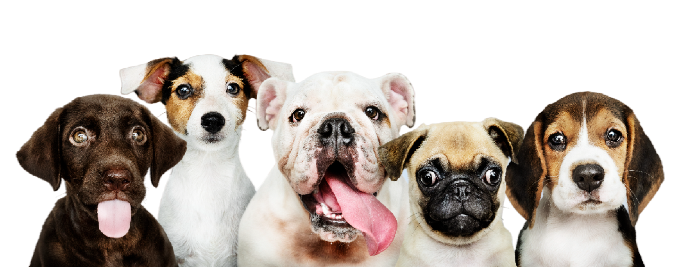 group-portrait-adorable-puppies-PhotoRoom 1.png__PID:c5b5b325-53ed-47a9-98d1-d2ad2bc1ff44