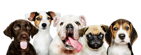 group-portrait-adorable-puppies-PhotoRoom 1.png__PID:c5b5b325-53ed-47a9-98d1-d2ad2bc1ff44