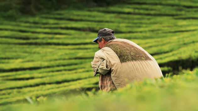 Man in Fields 