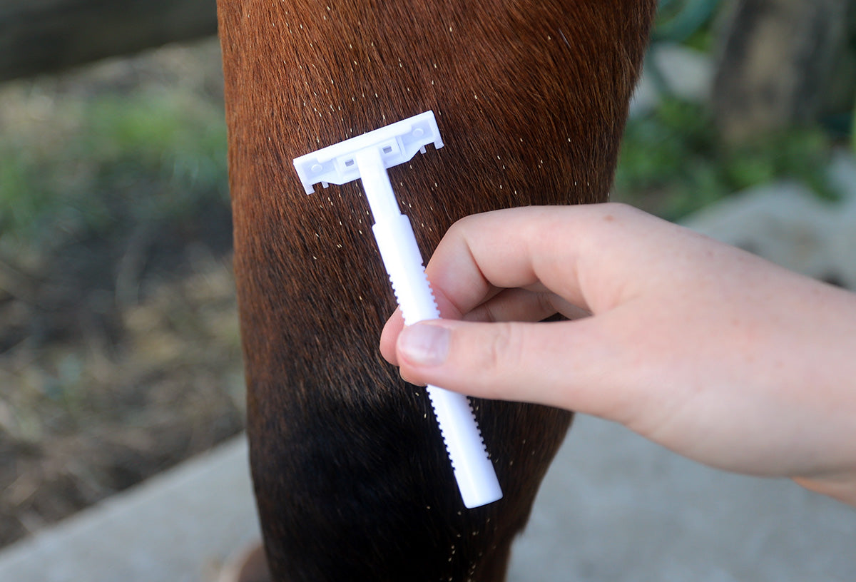 Bot Fly Egg Removal off Horses