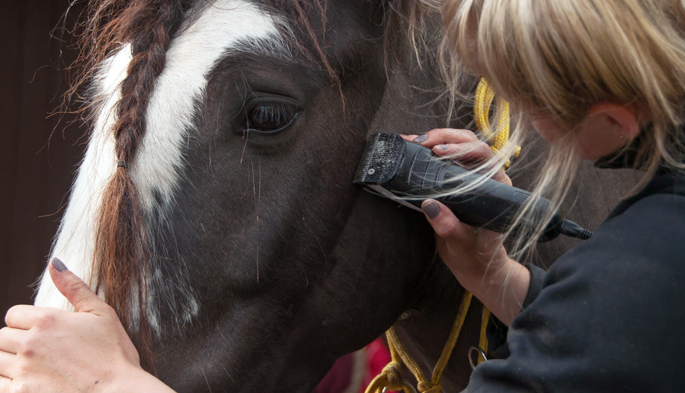 Clipping your horse