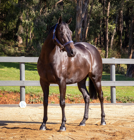 Beautifully conditioned horse coat