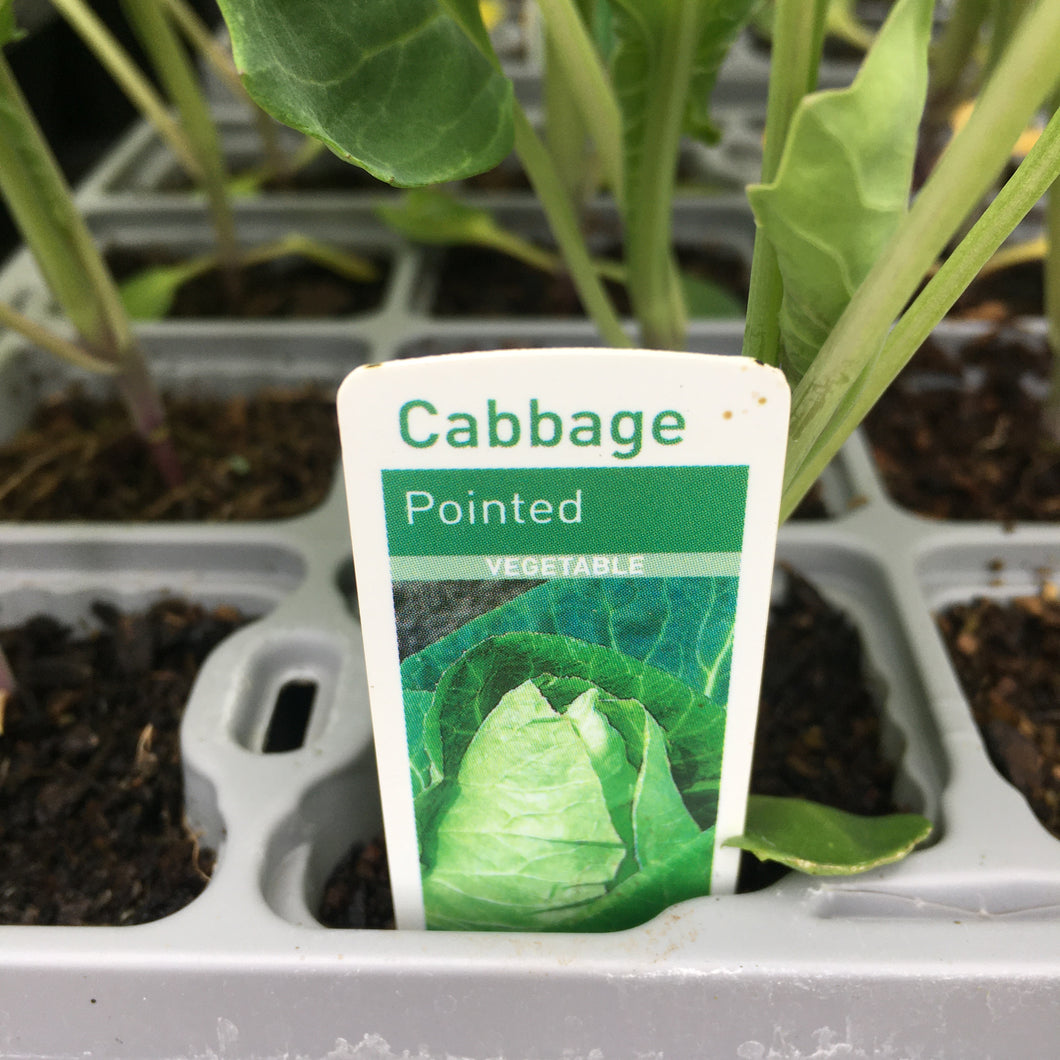 Cabbage Pointed - 12 pack