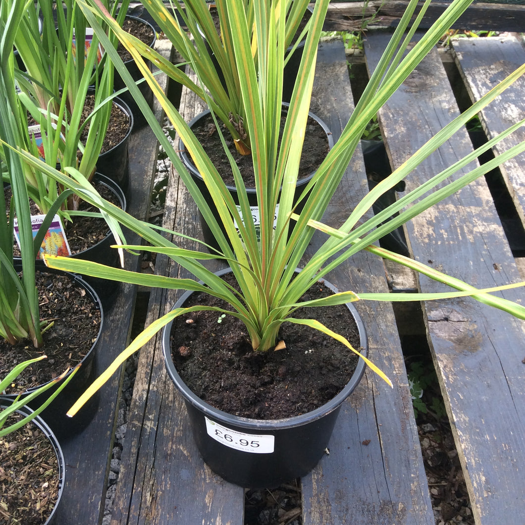 Cordyline australis – Longcombe Cross