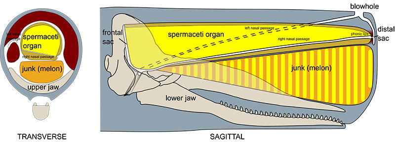 sperm whale skull