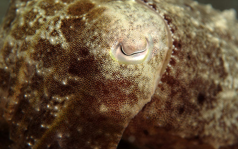 tiny cuttlefish