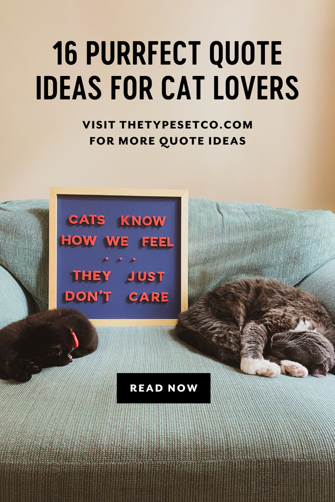 16 Purrfect Letter Board Quotes for Cat Lovers