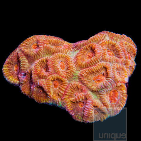 Raffle Coral from UniqueCorals no purchase necessary 