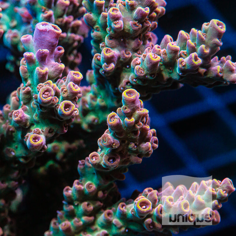 Green Millepora Acropora Sps Hard Coral Stock Photo 742809574