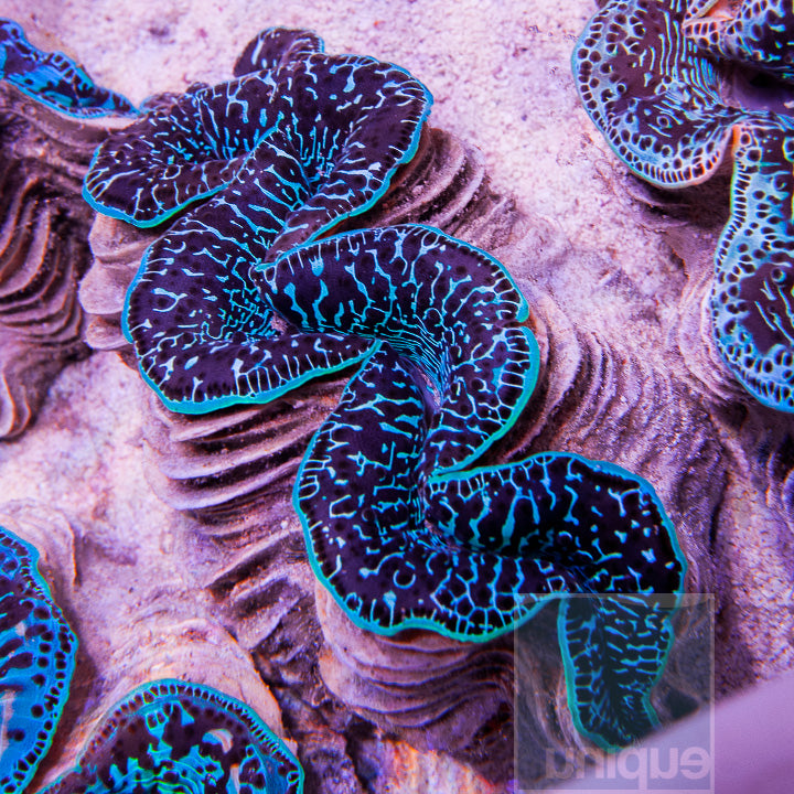 tridacna maxima clam