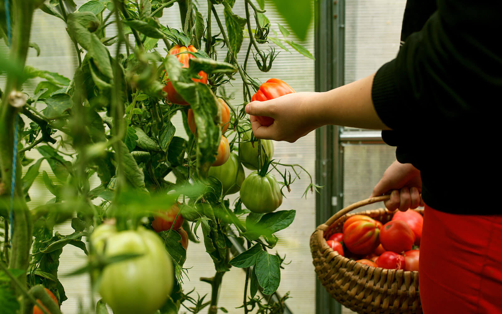 Получить хороший урожай помидор. Сбор томатов. Сбор урожая томатов. Сбор помидоров в теплице. Сбор урожая томатов в теплице.