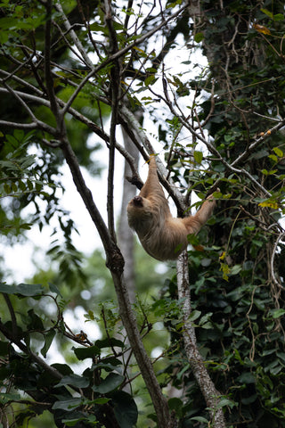 Sloth above Container Bungalow Puerto Viejo Costa Rica