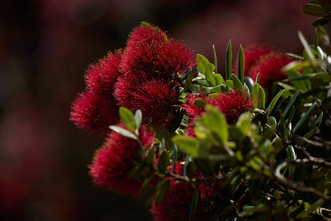 Puhutukawa New Zealand Iconic Tree Nature NZ Danilophoto-001