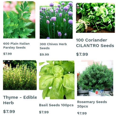 10 Best Herbs to start from Seeds at home