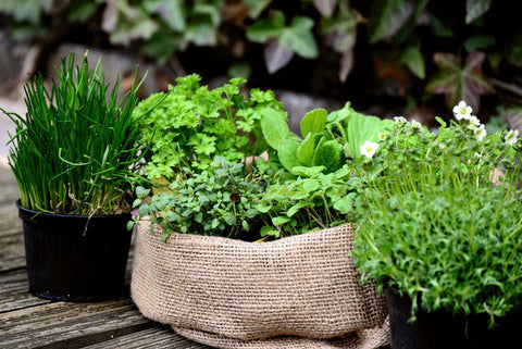 10 Best Herbs to start from Seeds at home