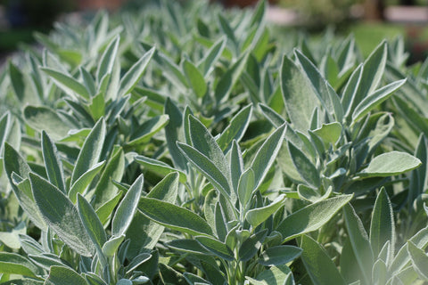 10 Best Herbs to start from Seeds at home